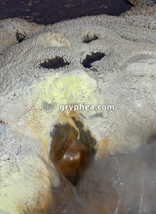 Source hydrothermale Hveravellir (Islande) - gryphea.org